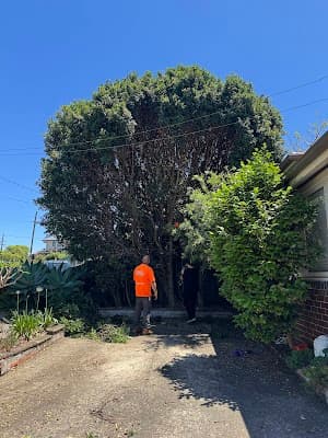 True Blue Tree Lopping project 3