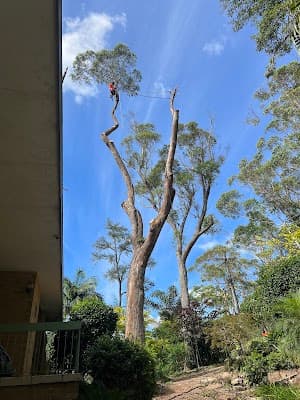 Ultimate Tree Specialist