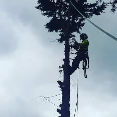 Victorian Tree Specialists project 3