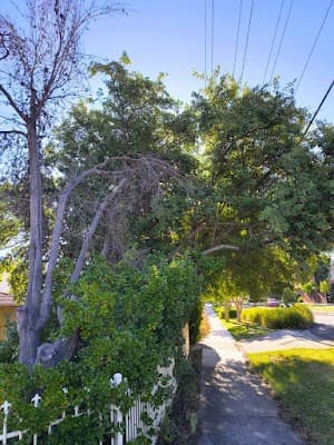 Victorian Tree Specialists project 4