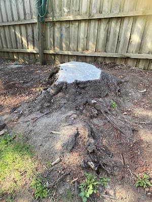 Victorian Tree Specialists project 1